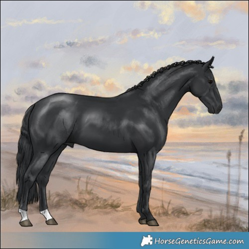 Horse Color:Black 