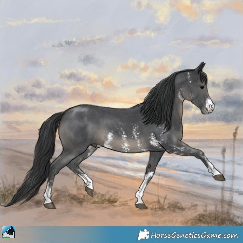 Horse Color:Black Mushroom Sabino 