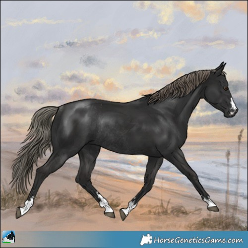 Horse Color:Liver Chestnut Mushroom Rabicano 