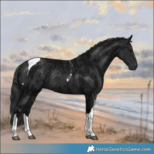 Horse Color:Black Ice Tobiano Rabicano 