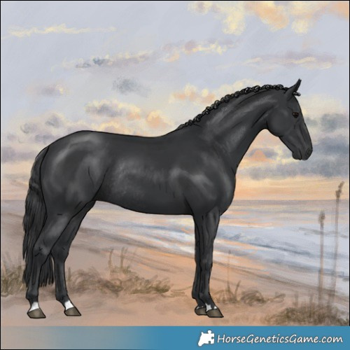 Horse Color:Black Rabicano 