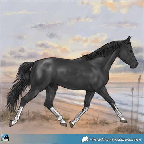 Horse Color:White Spotted Black Mushroom 