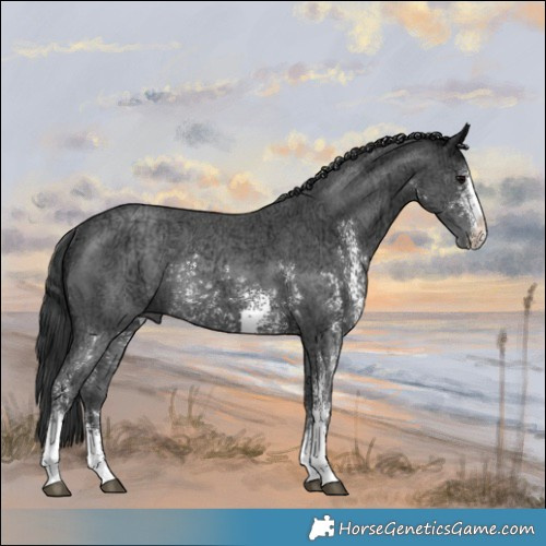 Horse Color:Black Ice Sabino Rabicano 