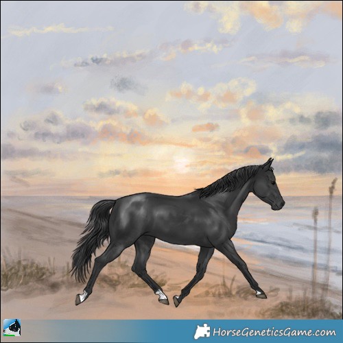 Horse Color:Black Mushroom 