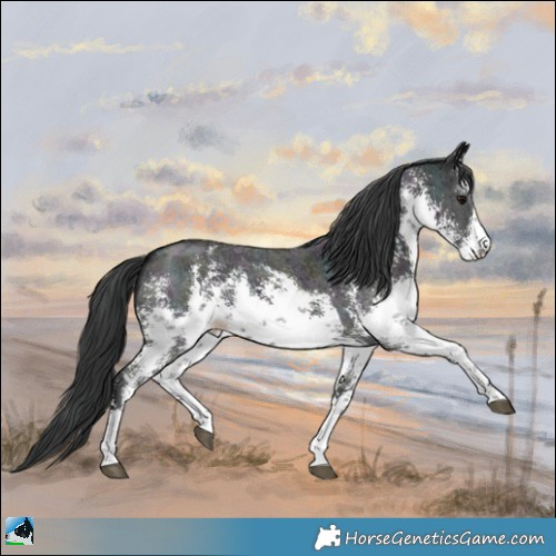 Horse Color:White Spotted Midnight Black Mushroom Sabino 