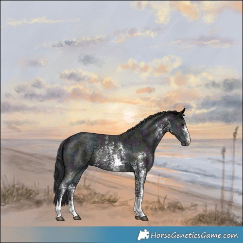 Horse Color:Midnight Black Ice Sabino Rabicano 