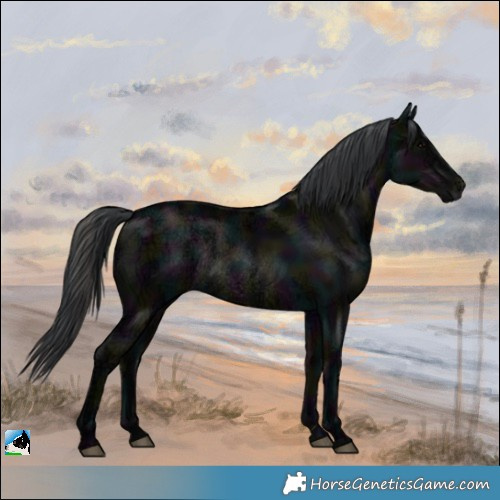 Horse Color:Midnight Black Ice Rabicano 
