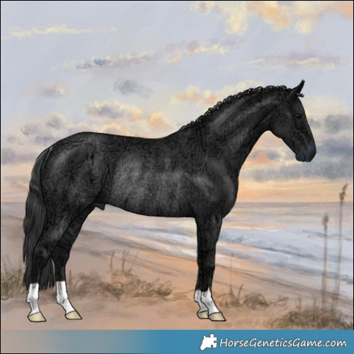 Horse Color:Black Ice Rabicano 