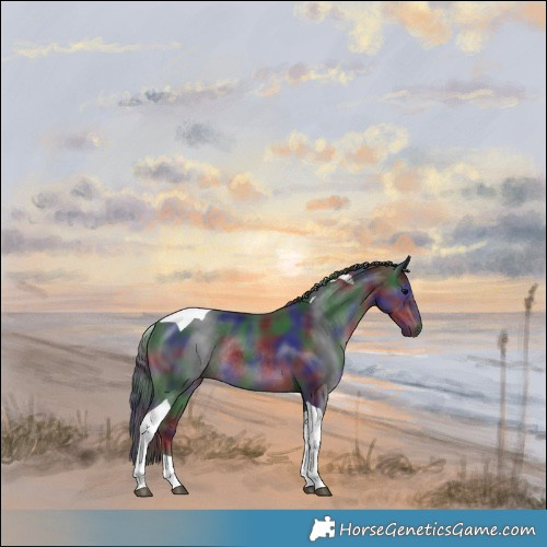 Horse Color:Nacre Black Tobiano Rabicano 