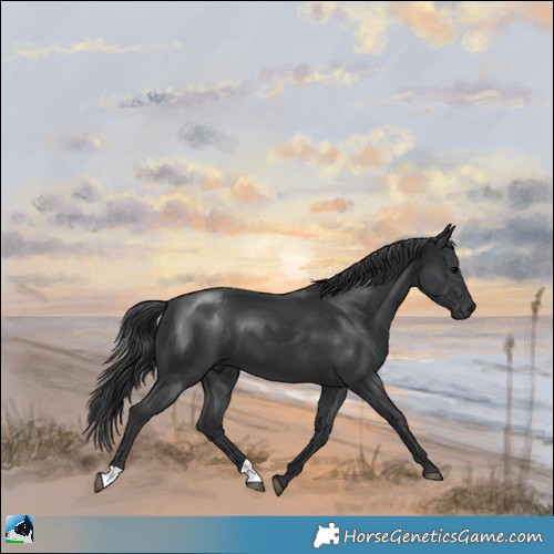 Horse Color:Black 