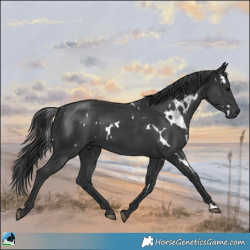 Horse Color:White Spotted Black Mushroom 