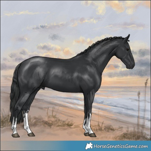 Horse Color:White Spotted Black 