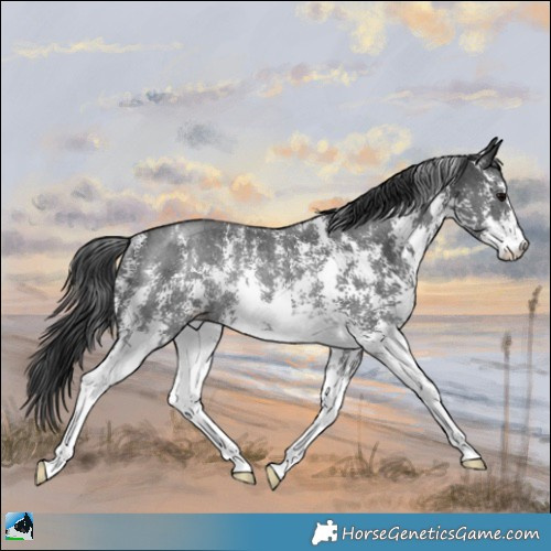 Horse Color:Black Sabino Rabicano 
