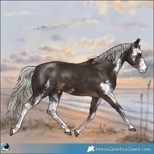 Horse Color:Liver Chestnut Mushroom Sabino 