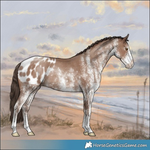 Horse Color:White Spotted Classic Champagne Appaloosa Rabicano 