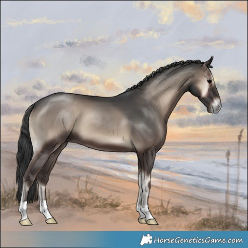 Horse Color:Blue Onyx 