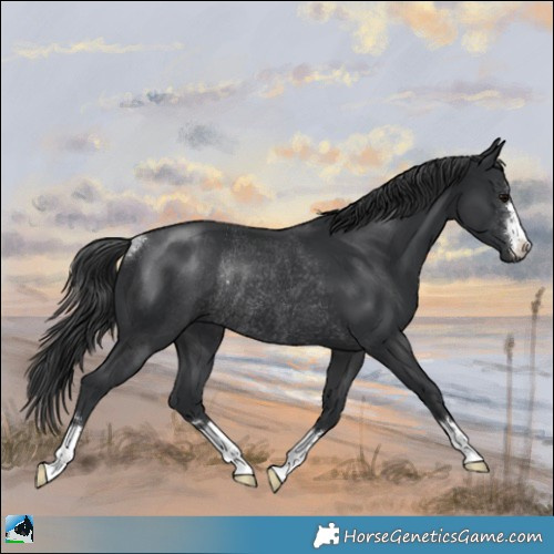 Horse Color:Black Rabicano 