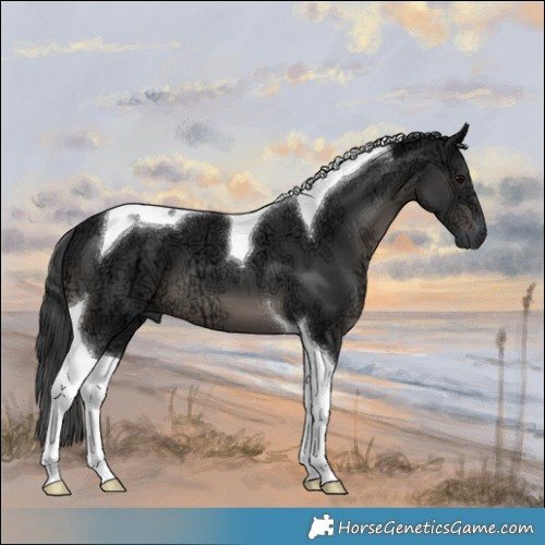 Horse Color:Black Ice Tobiano 