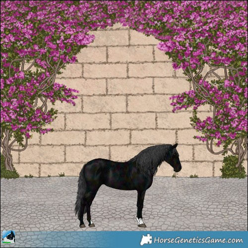 Horse Color:Midnight Black Ice Mushroom 