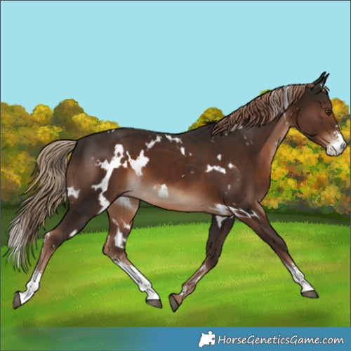 Horse Color:White Spotted Liver Chestnut Sabino 