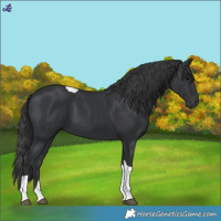 Horse Color:Black Tobiano 
