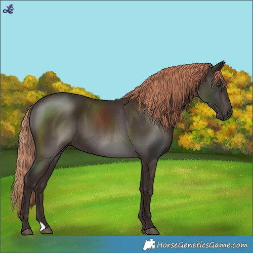 Horse Color:Liver Chestnut