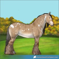 Horse Color:Gray White Spotted Liver Red Dun Brindle