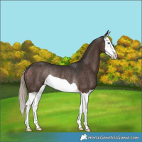 Horse Color:Liver Chestnut Splash Rabicano 