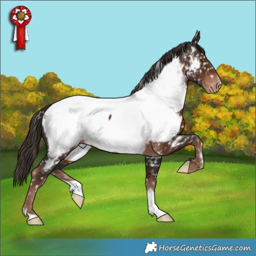 Horse Color:Liver Chestnut Appaloosa 