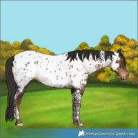 Horse Color:Liver Chestnut Tobiano Appaloosa 