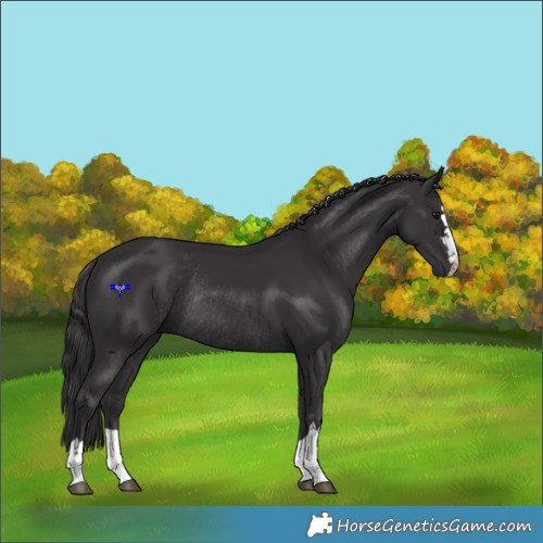 Horse Color:Smoky Black Rabicano 