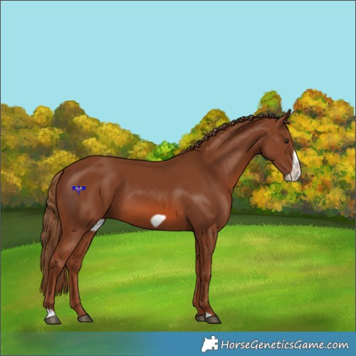 Horse Color:Chestnut Frame 