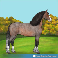 Horse Color:Brown Roan Splash 