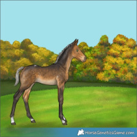 Horse Color:Silver Buckskin Tobiano 