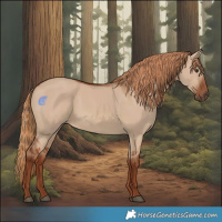 Horse Color:Red Dun Rabicano 