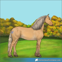 Horse Color:Palomino Dun Rabicano 
