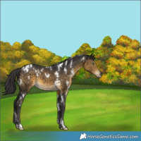 Horse Color:White Spotted Buckskin 