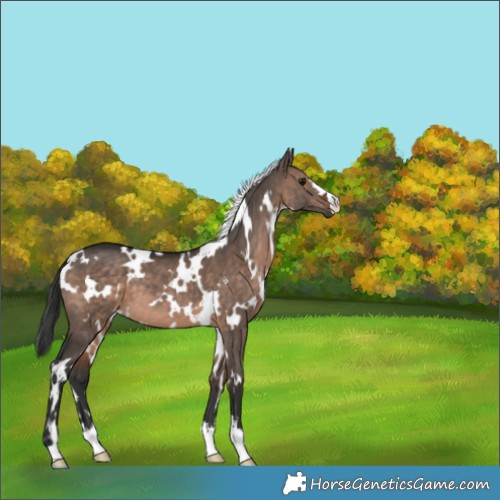 Horse Color:White Spotted Brown Dun 