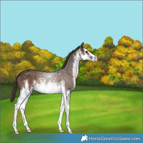 Horse Color:White Spotted Liver Chestnut 
