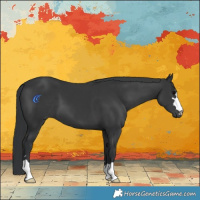 Horse Color:Black 