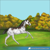 Horse Color:White Spotted Liver Chestnut 