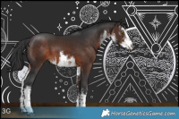 Horse Color:White Spotted Bay 