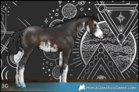 Horse Color:White Spotted Bay