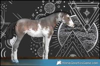 Horse Color:White Spotted Bay Sabino Rabicano 