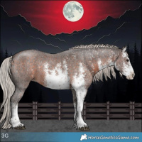 Horse Color:White Spotted Silver Bay Sabino