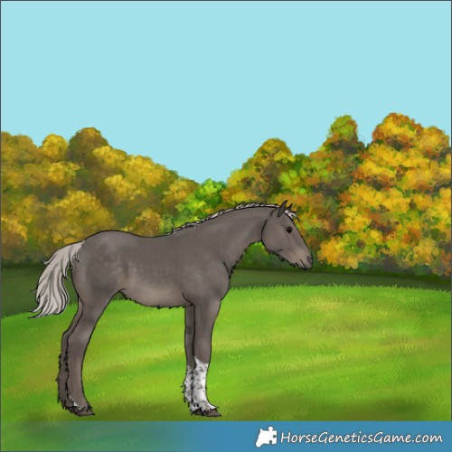 Horse Color:Silver Black Tobiano 