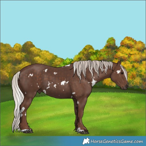 Horse Color:White Spotted Silver Black 