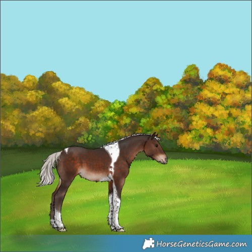 Horse Color:Silver Bay Tobiano 
