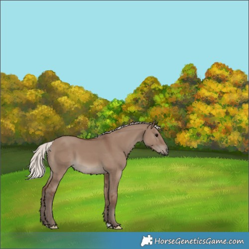 Horse Color:Silver Grullo 