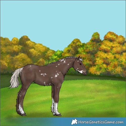 Horse Color:White Spotted Silver Black Tobiano 